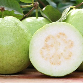 Ổi Giống Nữ Hoàng (5 thánh cho trái)