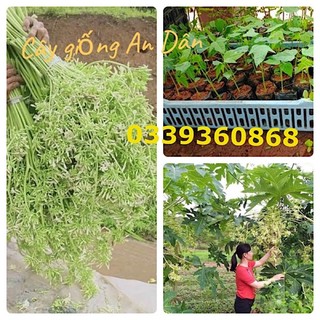 Cây đu đủ đực, cây đu đủ, đu đủ giống