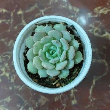 Sen đá Ruby trắng