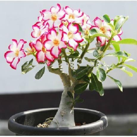 30 hạt giống hoa sứ thái nhiều mầu