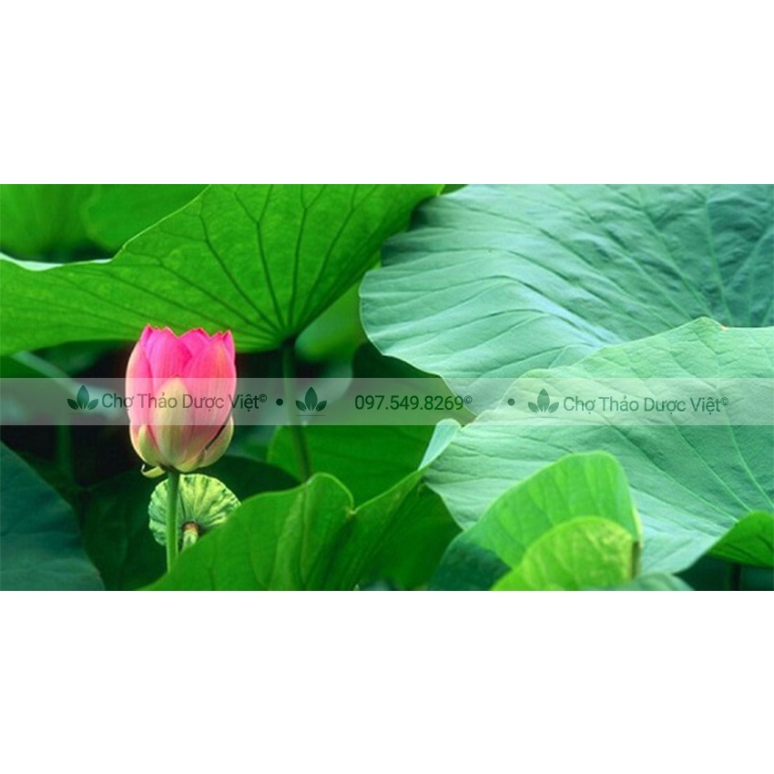 Bột lá sen nguyên chất 1kg (Hỗ trợ giảm mỡ máu, thanh lọc cơ thể, an thần) - Chợ Thảo Dược Việt