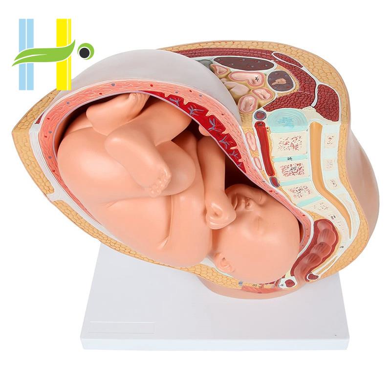 Con người Mang thai Phát triển thai nhi Tháng 9 Mô hình vùng chậu phôi thai Fetus Foetus Giải phẫu b
