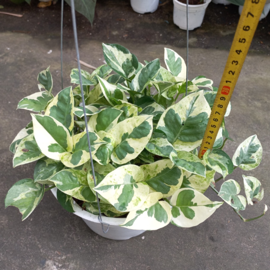 Trầu bà cẩm thạch chậu treo Bông Garden trang trí bàn làm việc, bàn học, cửa sổ, ban công, góc nhà
