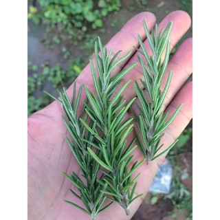 hạt giống Hạt hương thảo 100 hạt
