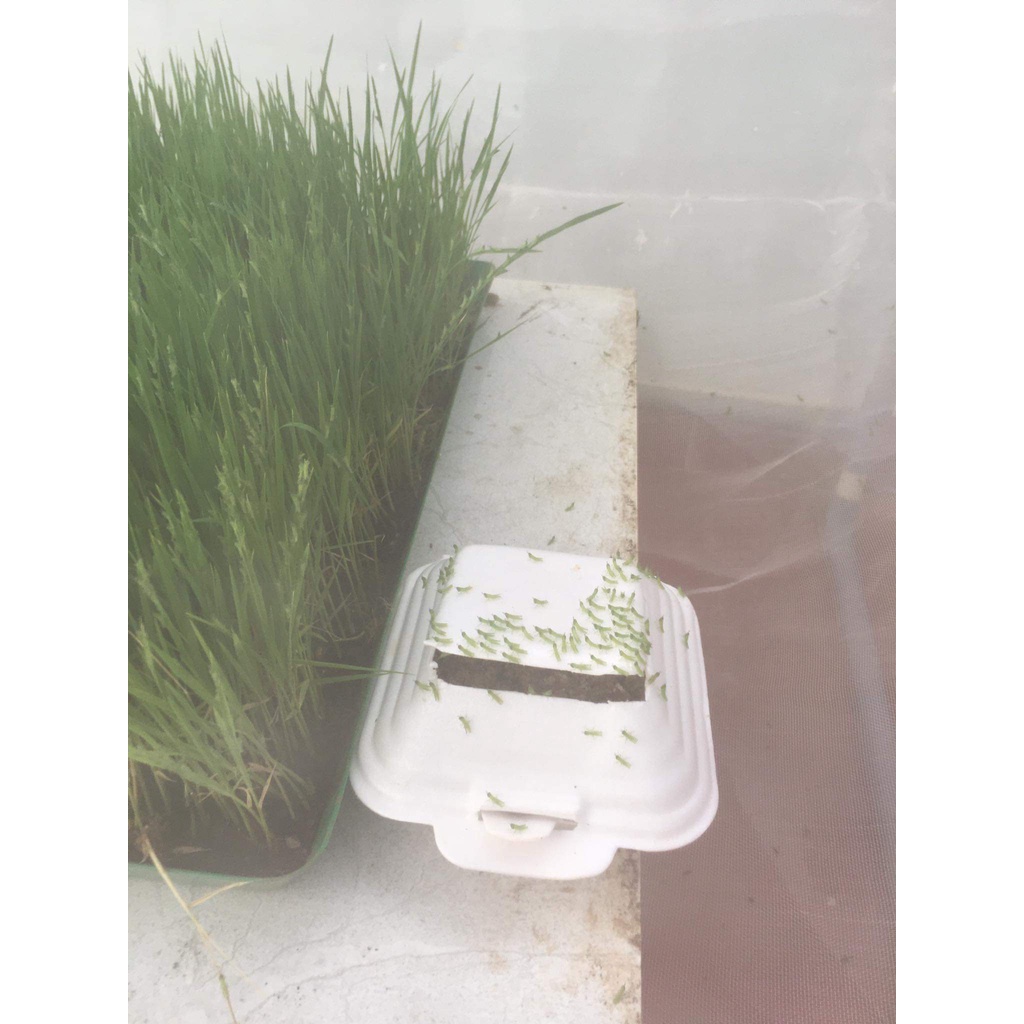 Lưới nuôi châu chấu , ruồi lính đen. 1x1x1m. Lưới Thái xanh 1mm