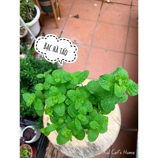 Hoả tốc HN - Cây giống bạc hà táo Apple mint