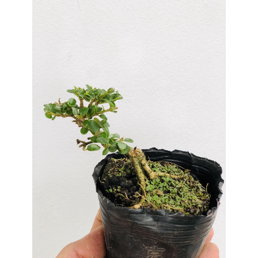 Sam hương mini (siêu mini) trang trí tiểu cảnh, Terrarium văn phòng Hà Nội