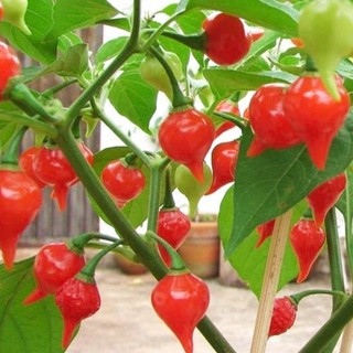 Hạt giống mỏ chim ớt cảnh đẹp 20h
