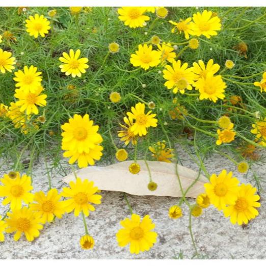 hạt giống hoa cúc mặt trời 100 hạt Hàng CTY