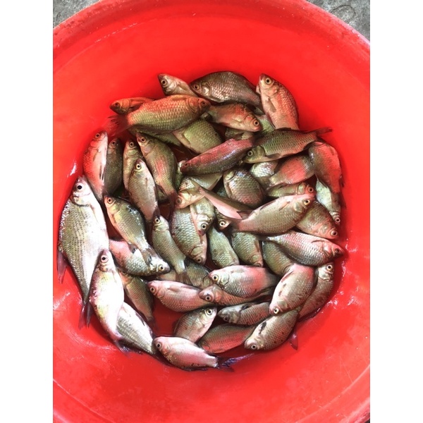 Lưỡi câu không ngạnh số 0.1 túi 50 cái