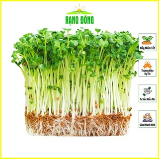 Hạt giống rau mầm củ cải trắng dễ trồng, nhanh thu hoạch