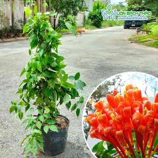 Cây hoa rạng đông, chùm ớt cao 80-90cm