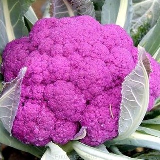 Hạt giống súp lơ tím 50h