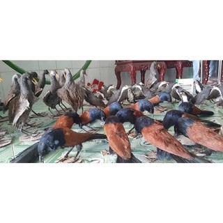 bìm bịp giả