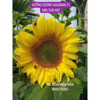 150 hạt HƯỚNG DƯƠNG AGUARA 6 f1 xịn