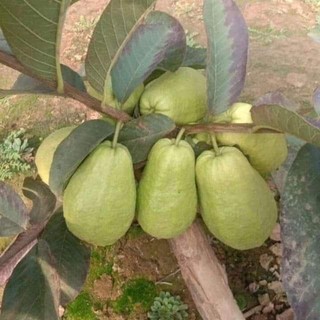 Cây Giống Ổi Lê Ruột Đỏ (cây ghép cho trái siêu sớm)