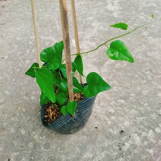 Cây sương sâm trơn (ươm cành rễ ổn định)