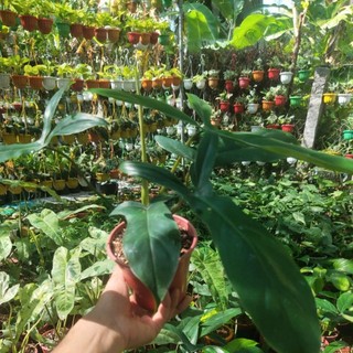 Chậu cây Philodendron 69689