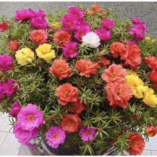 Hoa mười giờ kép 10 cây đủ màu