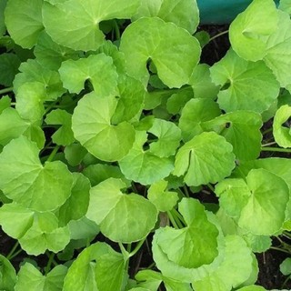 Hạt giống rau má 200 hạt