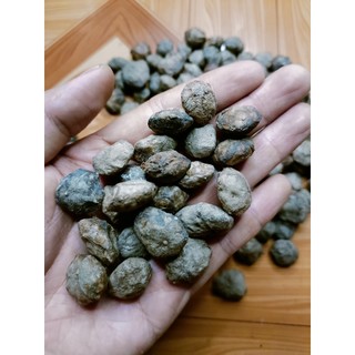 200 gram hạt giống sấu