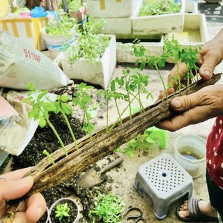 Hạt Giống Chùm Ngây Siêu Dễ Trồng