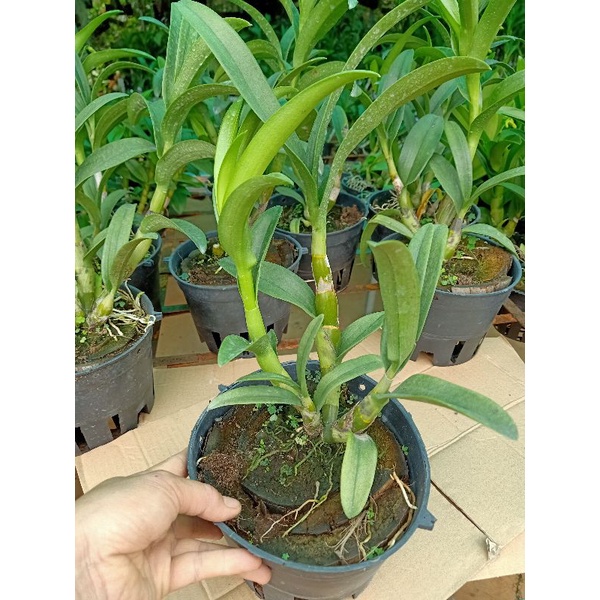 Hoa lan Đen rô Pensodas  chậu f18