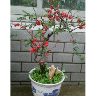 hạt giống hoa hồng leo pháp