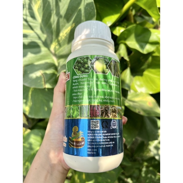 AMINO RONG BIỂN SỮA TRÁI DƯỠNG TRÁI TRÁI NON LỚN NHANH - LỚN ĐỀU - ĐẶC RUỘT - TRÁI NGỌT - NẶNG CÂN - DA SÁNG BÓNG
