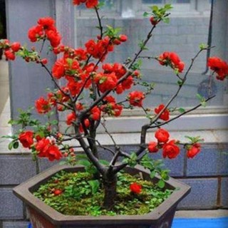 30 hạt giống hoa mai đỏ