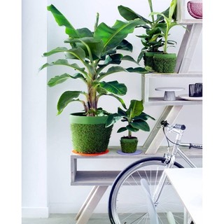CÂY GIỐNG CHUỐI CẢNH MINI  - (TRỒNG CHẬU LÀM TIỂU CẢNH TRONG NHÀ )