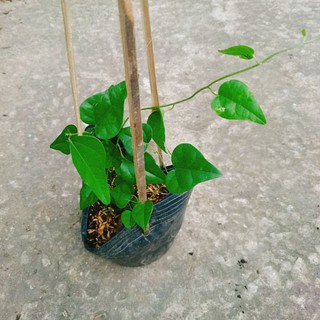 Cây Sương Sâm Lá Trơn