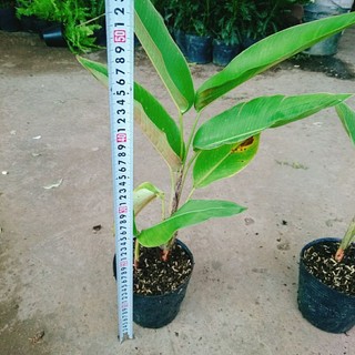 Cây Chuối Tràng Pháo (Chuối Mỏ Phượng)