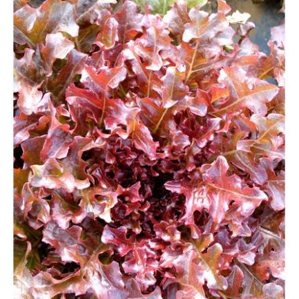 Hạt giống xà lách Red Salad chịu hạn 200 hạt