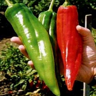 Hạt giống ơt đùi gà hàn quốc 20 hạt