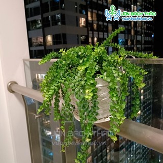 Cây Lan Tim - Chậu Treo nhánh dài khoảng 25cm