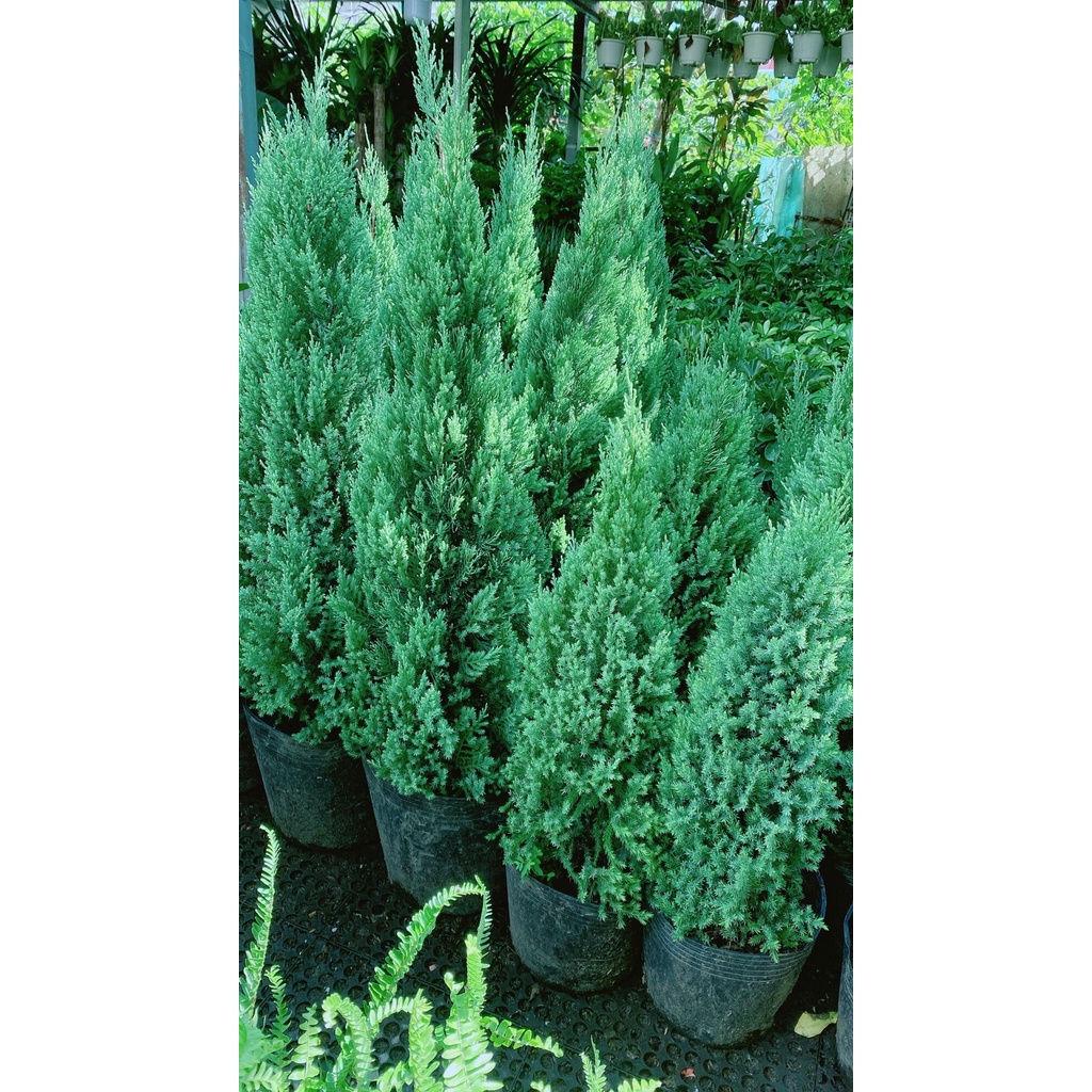 Cây Tùng Hàng Cao 1-1m1