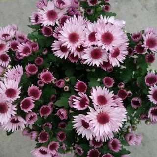 50 hạt giống hoa cúc châu phi nhiều mầu