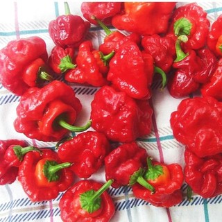 Hạt giống ớt jamaica đỏ siêu cay 20 hạt shop mới khyến mại giáng sinh