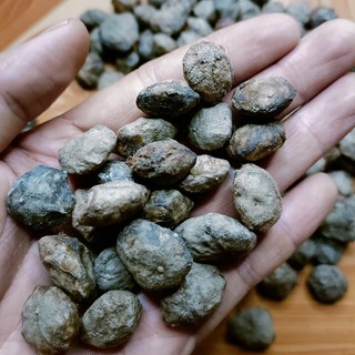 500 gram hạt sấu giống