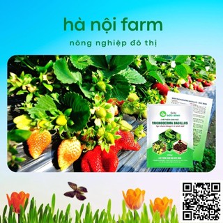 Men ủ sinh học TRICHODERMA BACILILUS gói 200g, tricho đức bình