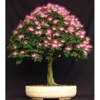 50 hạt giống cây hoa hợp hoan trồng bonsai tiểu cảnh