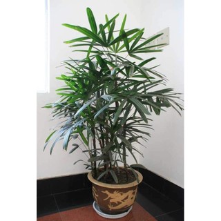 30 hạt giống cây cọ mini trồng tiểu cảnh