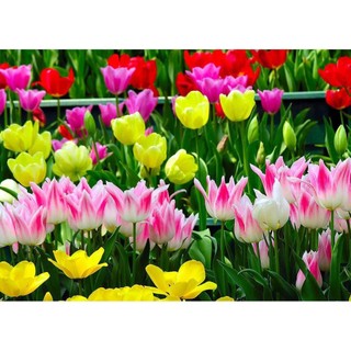 100 hạt giống hoa tulip hà lan