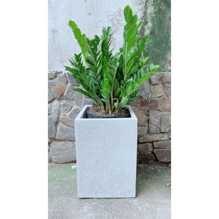 Chậu Cây Kim Tiền Lớn (chỉ giao hcm)