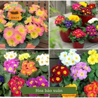Hạt giống hoa báo xuân1 gói hoa tết kèm phân