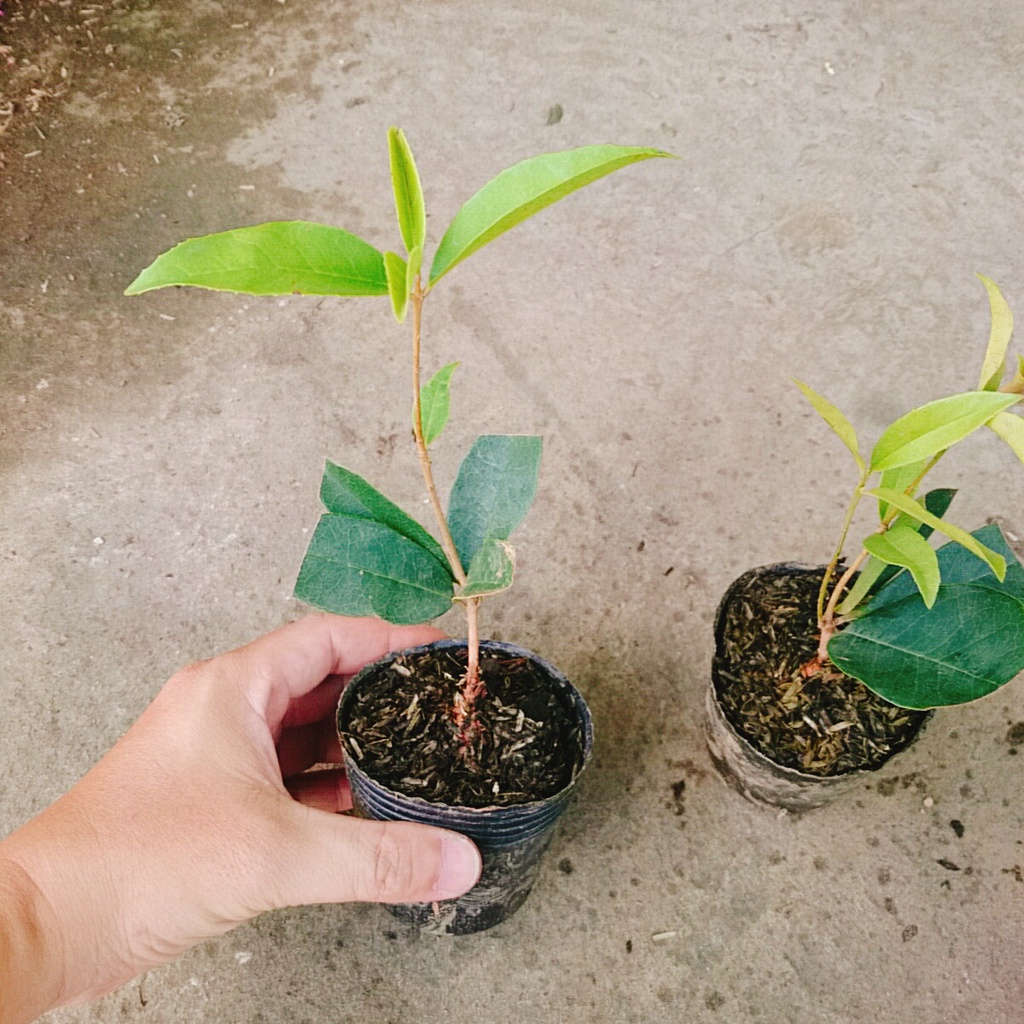 Cây mộc hương ta - cho hoa thơm say đăm lòng người