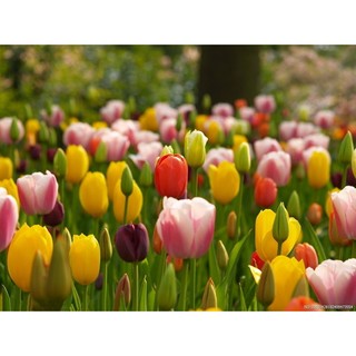 100 hạt giống hoa tulip hà lan