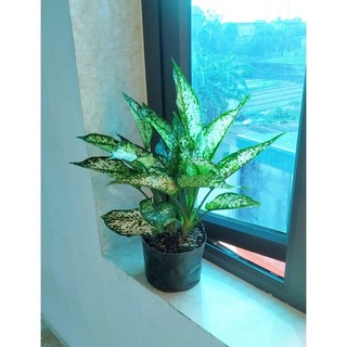 Cây Ngọc Ngân [ 2 gốc, nhiều gốc,sẵn chậu ] 217