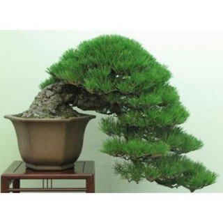 30 hạt giống cây tùng bonsai nhật bản